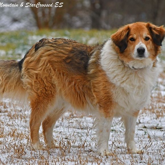 gmshepherds